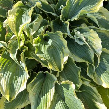 Hosta Shadowland® 'Voices in the Wind' (269586)