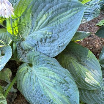 Hosta Shadowland® 'Sound of Music' (269587)