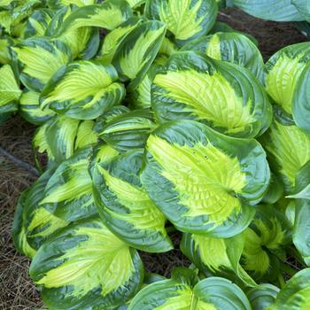 Hosta 'Etched Glass' PPAF