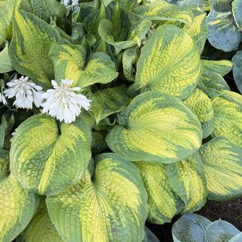 Hosta 'Brother Stefan' 