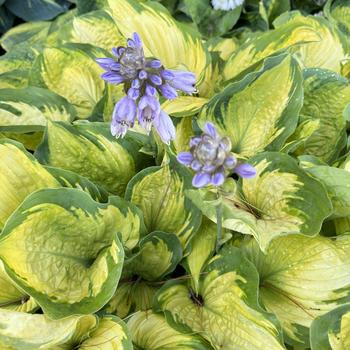 Hosta 'Old Glory' 