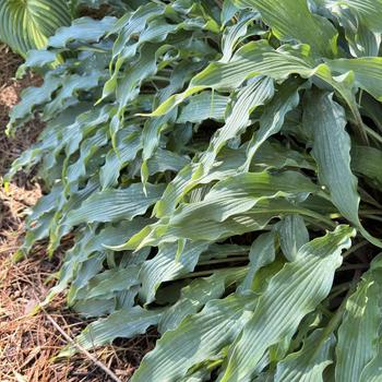 Hosta 'Silly String' PP32127