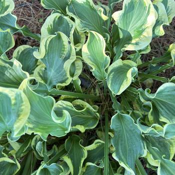 Hosta Shadowland® 'Wheee!' (269593)