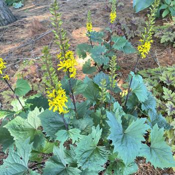 Ligularia 'Bottle Rocket' (269594)