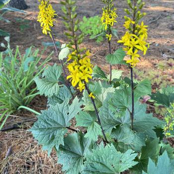 Ligularia 'Bottle Rocket' (269595)