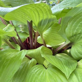 Hosta 'Designer Genes' 