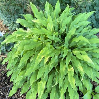 Hosta 'Party Streamers' (269597)