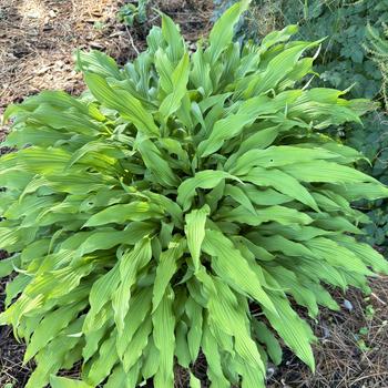 Hosta 'Party Streamers' (269598)