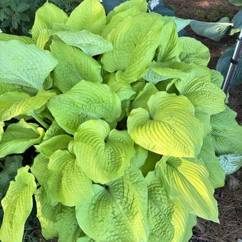 Hosta Shadowland® 'Coast to Coast' (269599)