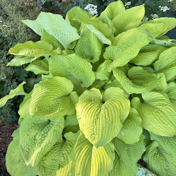 Hosta 'Coast to Coast' PP26469, Can 5335