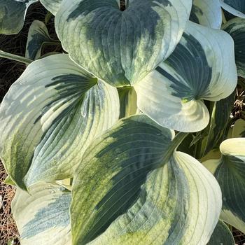 Hosta 'Blue Ivory' PP19623