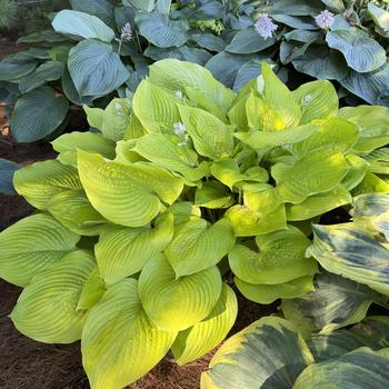 Hosta 'Age of Gold' PPAF