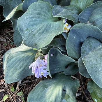 Hosta 'Blue Elf' 