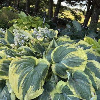 Hosta 'Earth Angel' (269604)