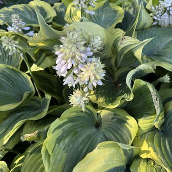 Hosta 'Earth Angel' (269606)