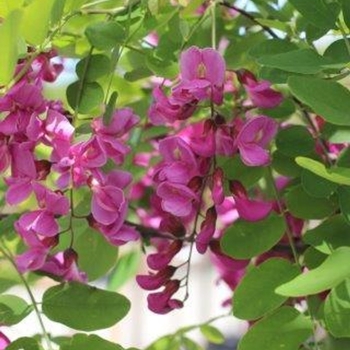 Robinia pseudoacacia 'Purple robe' 