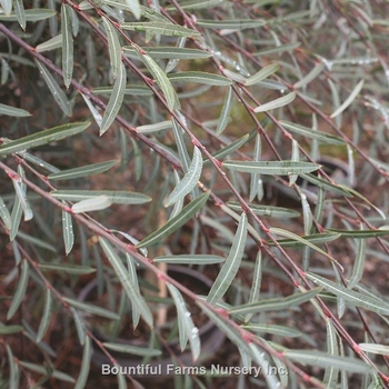 Salix purpurea 'Pendula' 