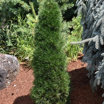 Pinus sylvestris 'Green Penguin.' 