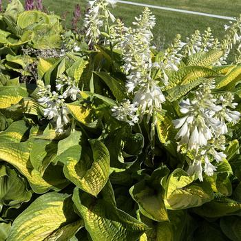 Hosta 'Paradigm' 