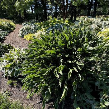 Hosta 'Praying Hands' 