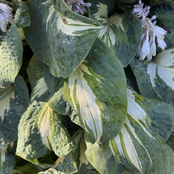 Hosta 'Hans' 