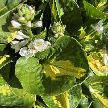 Hosta 'Pocketful of Sunshine' (269645)