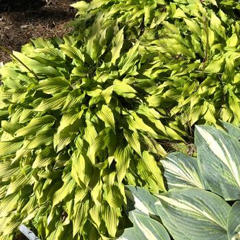 Hosta 'Time in a Bottle' (269647)