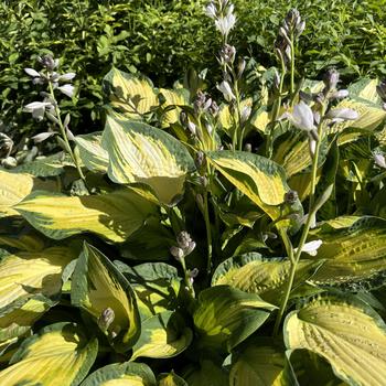 Hosta 'Happy Dayz' (269650)