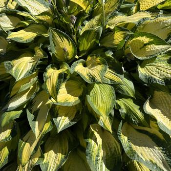 Hosta 'Happy Dayz' 