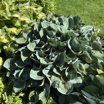 Hosta 'Hadspen Blue' 