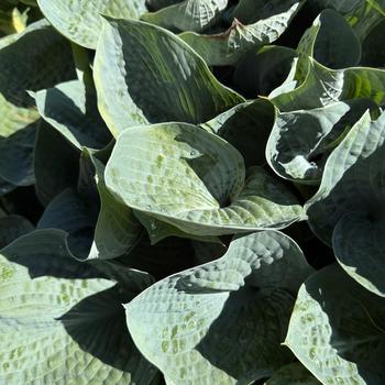 Hosta 'Hadspen Blue' (269653)