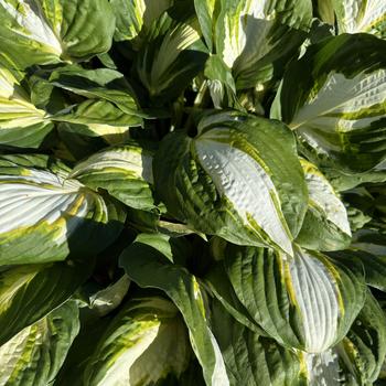 Hosta 'Vulcan' 