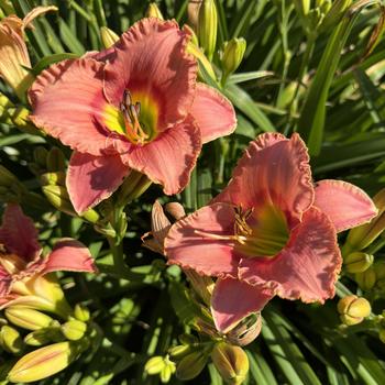 Hemerocallis 'Elegant Candy' 