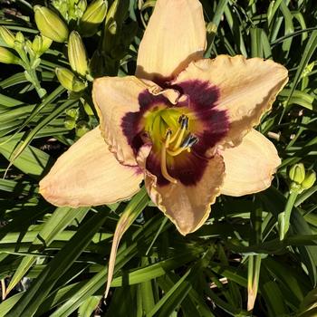 Hemerocallis 'Blueberry Candy' 