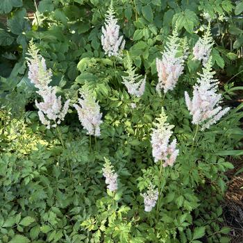 Astilbe chinensis 'Milk and Honey'