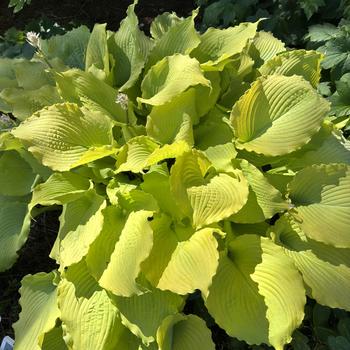 Hosta Shadowland® 'Echo the Sun' (269662)