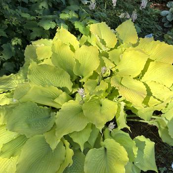 Hosta 'Echo the Sun' PPAF, CPBRAF