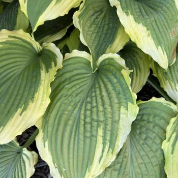 Hosta 'Spartacus' 