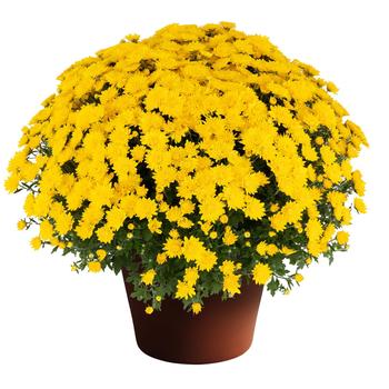 Chrysanthemum morifolium 'Chloe™' 