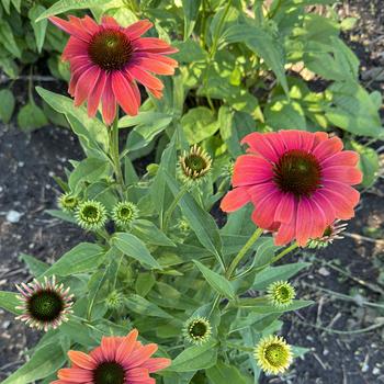 Echinacea Summersong™ 'Firefinch™' (269712)