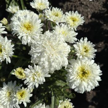 Leucanthemum x superbum 'Marshmallow' PP33878, Can PBRAF