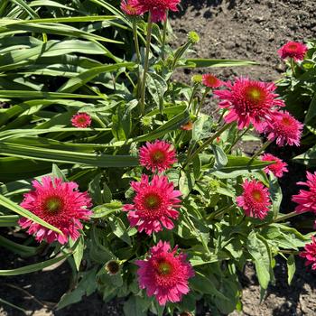 Echinacea Double Dipped™ 'Watermelon Sugar' (269714)