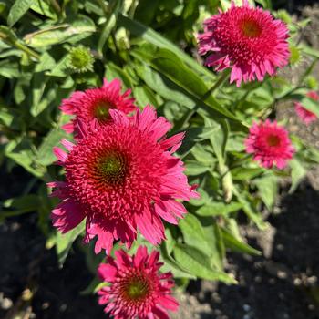 Echinacea Double Dipped™ 'Watermelon Sugar' (269715)