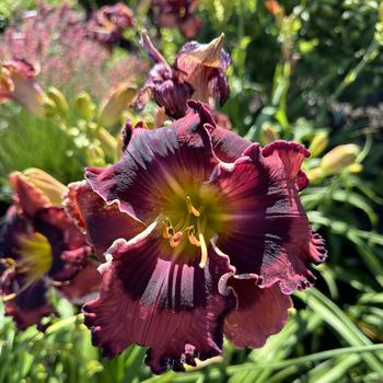 Hemerocallis 'The Band Played On' 