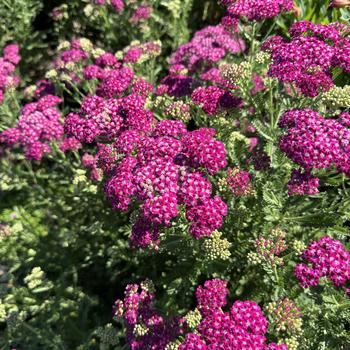 Achillea 'Firefly Fuchsia' (269717)