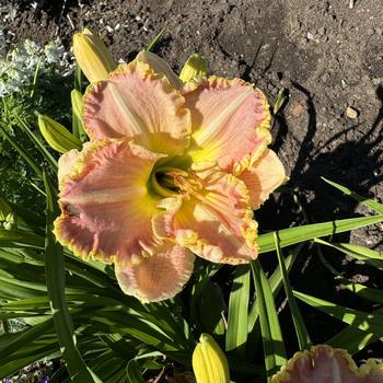 Hemerocallis 'Singular Sensation' (269726)