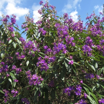 Tibouchina granulosa