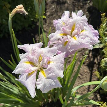 Iris ensata 'Pinkerton' 