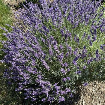 Lavandula angustifolia 'Imperial Gem' (269730)