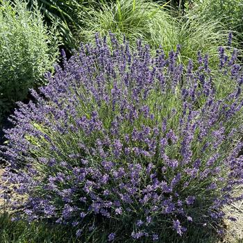 Lavandula angustifolia 'Imperial Gem' 